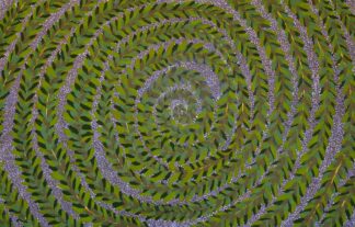 <br>Jammi Bush Flower Medicine - 31-26</br><br><i>Madeline Sandy</i></br>